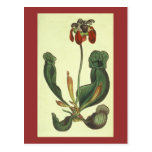 Purpurea del Sarracenia Postales