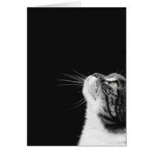 Purrfect Tarjetas