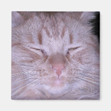 Puss amargo/gatito anaranjado del Tabby Imán Para Frigorifico