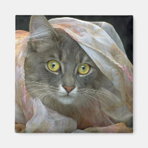 Puss del encanto imanes para frigoríficos