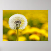 Pusteblume Poster