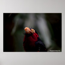 ¿Qué usted que mira? Poster