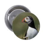 Quién está allí frailecillo pins