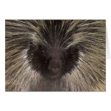 Quilliam el puerco espín tarjetas