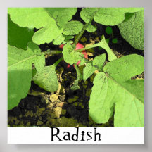 Rábano Poster