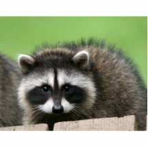 raccoon6 esculturas fotograficas