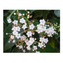 Racimo de flores blancas tarjetas postales