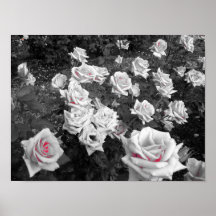 Racimo de rosas blancos poster