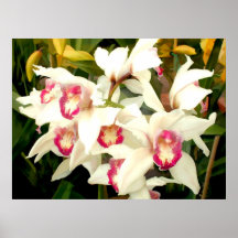 Racimo del Cymbidium Impresiones