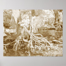 Raíces del árbol posters