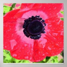 Rainy day/Poppie Poster