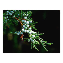 Rama de árbol de pino arte fotografico