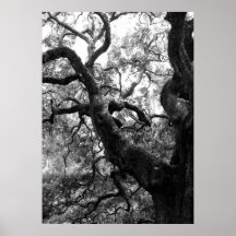 Rama de árbol del ángel impresiones