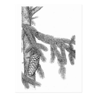 Rama del pino tarjeta postal