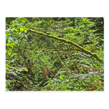 ramas cubiertas de musgo postal