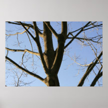 ¡Ramas de árbol! Poster