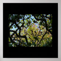 Ramas de árbol poster