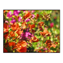 Ramas del Bougainvillea Postal