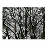 Ramas del invierno tarjetas postales