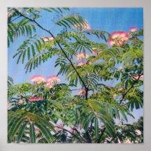 Ramas florecientes del Mimosa Impresiones