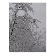 Ramas Nevado Postales