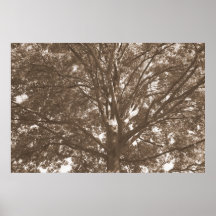 Ramas Posters