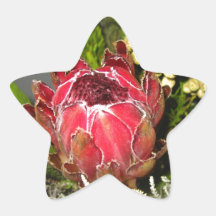 Ramo del Protea Etiquetas