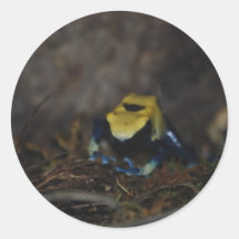 Rana amarilla del dardo del veneno pegatina