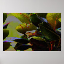 Rana arbórea posters
