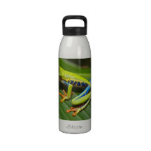 Rana arbórea Rojo-Observada Botella De Agua