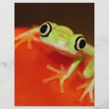 rana arbórea tarjeta publicitaria