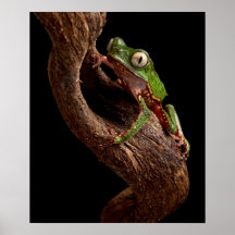 rana arbórea tropical poster