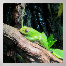Rana arbórea verde posters