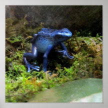 Rana azul del dardo posters