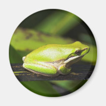 Rana de lámina verde imán