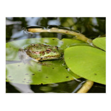Rana en la hoja del lirio de agua postales