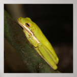 Rana en mi jardín poster