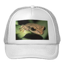 rana gorras de camionero