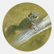 Rana mugidora americana - catesbeiana del Rana Pegatinas Redondas