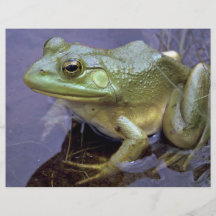 Rana mugidora, lago San Pedro, Ontario, Canadá Tarjetón