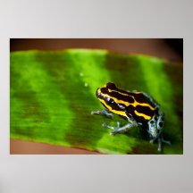Rana rayada amarilla del dardo del veneno posters