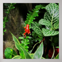 Rana roja del dardo posters