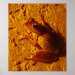 Rana sonriente, poster