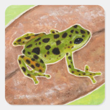 Rana tropical calcomanías cuadradases