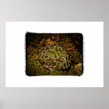 Rana venenosa posters