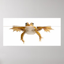 Rana verde de la charca que nada posters