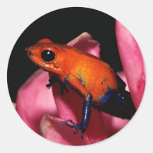 ranas 2 del dardo del veneno etiquetas  