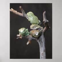 Ranas cerosas del mono - impresión impresiones