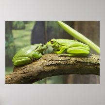 Ranas de Kissy Posters