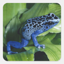 ranas del dardo del veneno colcomanias cuadradases